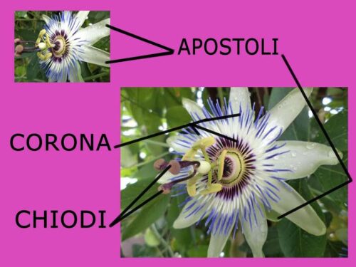 Passiflora il delicato fiore di Cristo